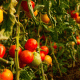 Tomates huerta agrícola