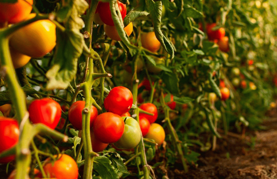 Tomates huerta agrícola